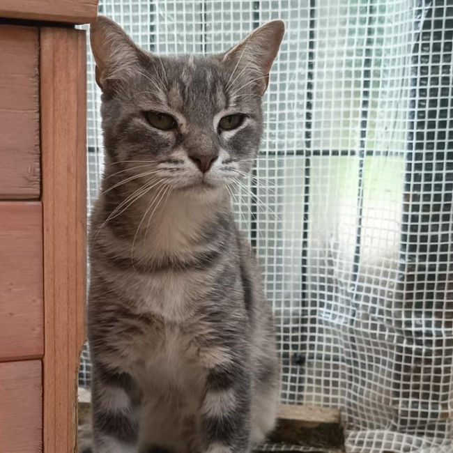 Praline