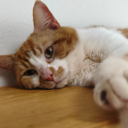 Photo de Petit
