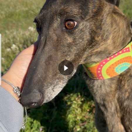 CAPRICHO - Chien à adopter