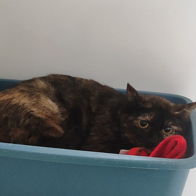 Photo de Rocket
