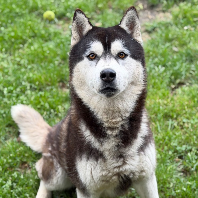Photo de Rover