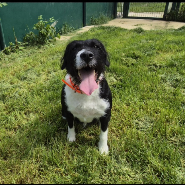 Photo de Simba
