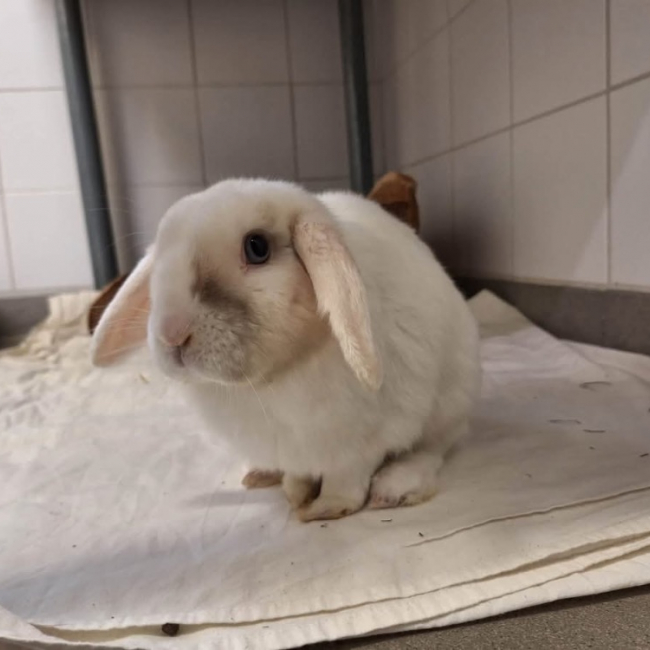 Photo de Pampan
