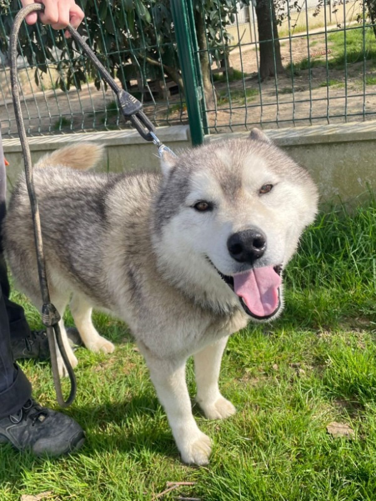 Falcko Falcko promis - Husky Sibérien à adopter à La Roche-sur-Yon (85 ...