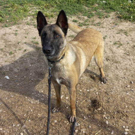 Photo de Laika