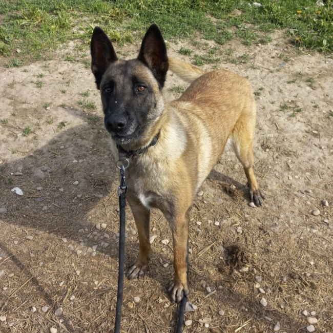 Laika