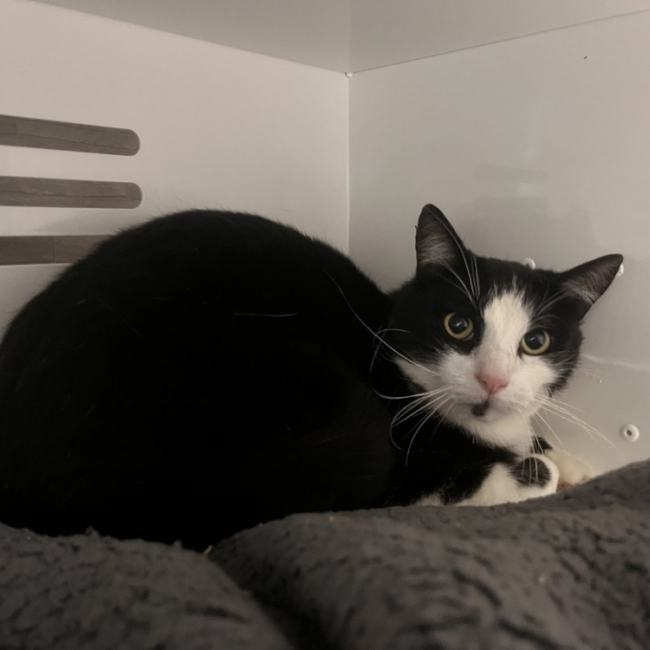 Figaro