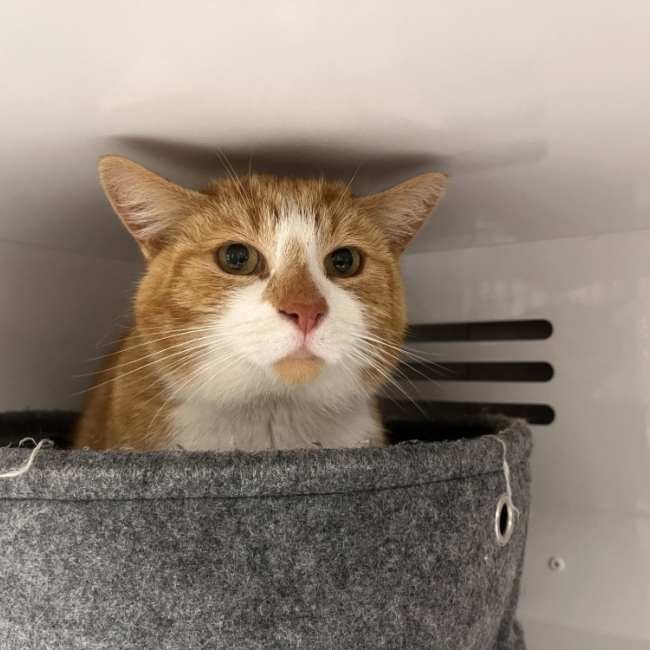 Simba