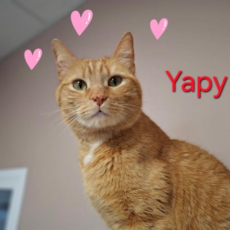 Yapy - Chat Européen à adopter