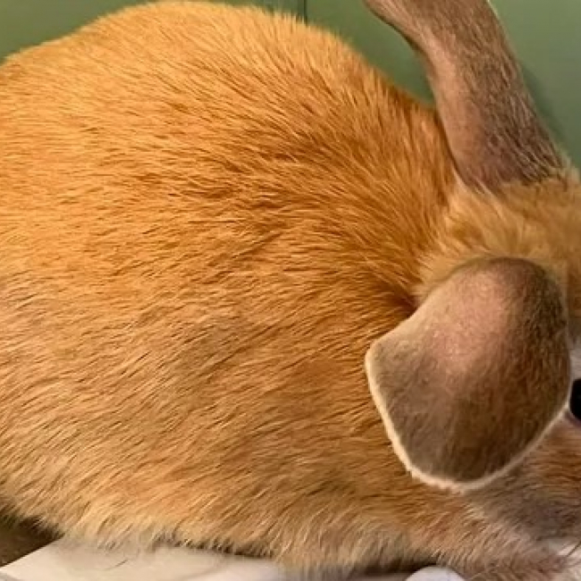 Photo de Pumba