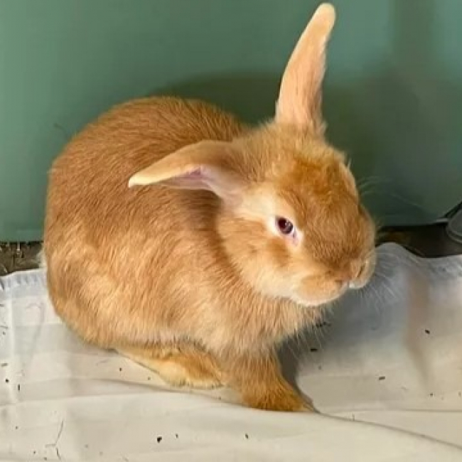 Photo de Nala