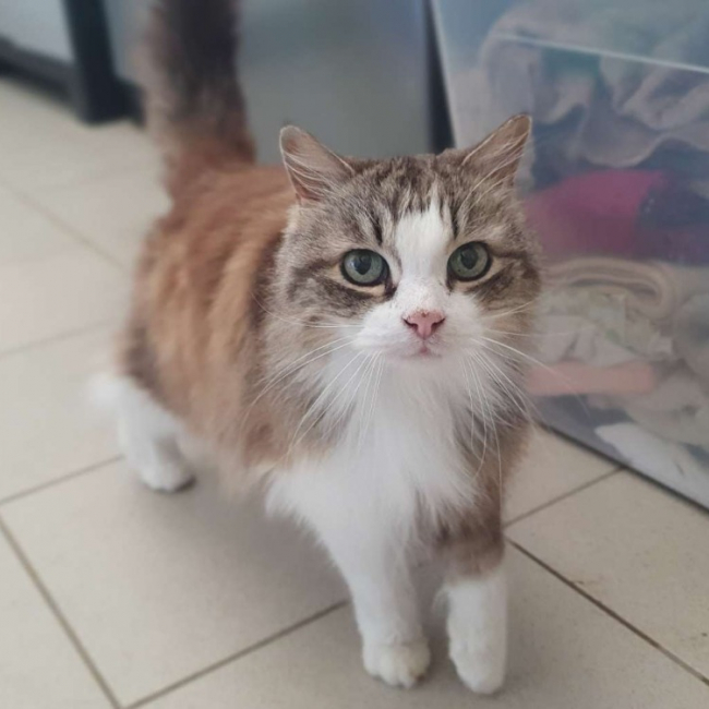 Photo de Minou
