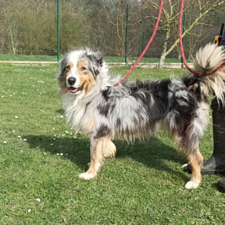 Saiko - Chien à adopter