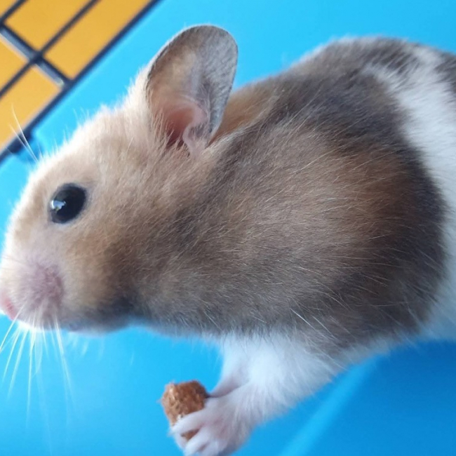 Cannele