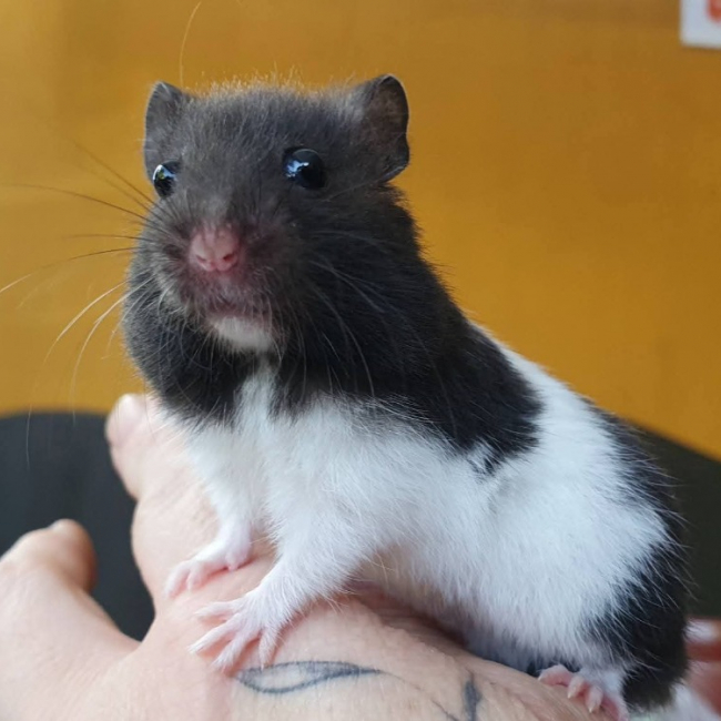 Oreo