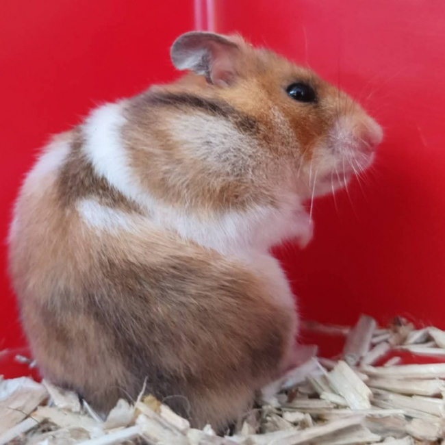 Photo de Praline
