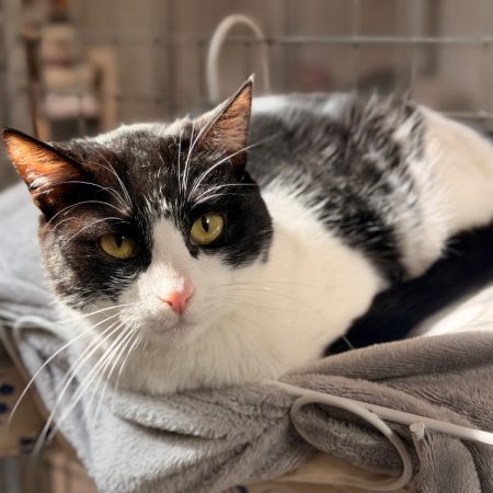 Diana - Chat Européen à adopter