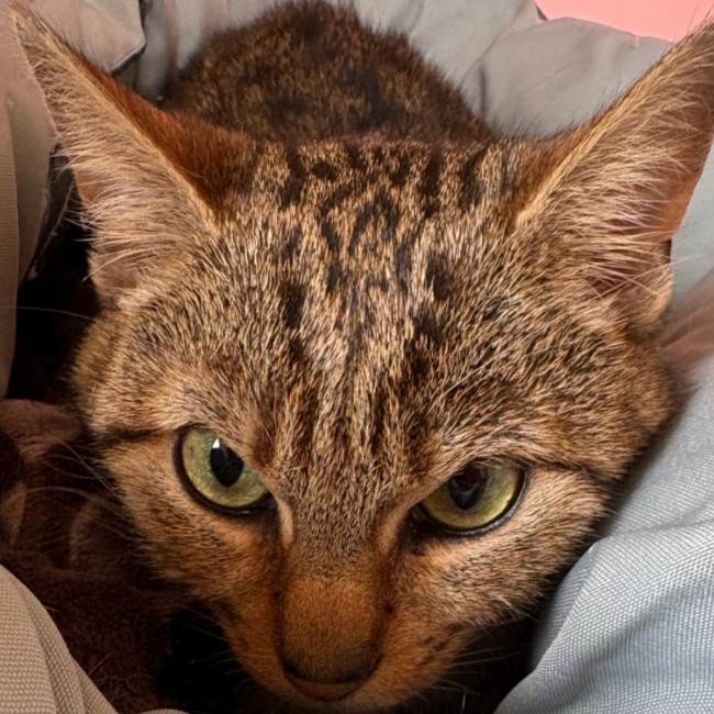 Photo de Tikki
