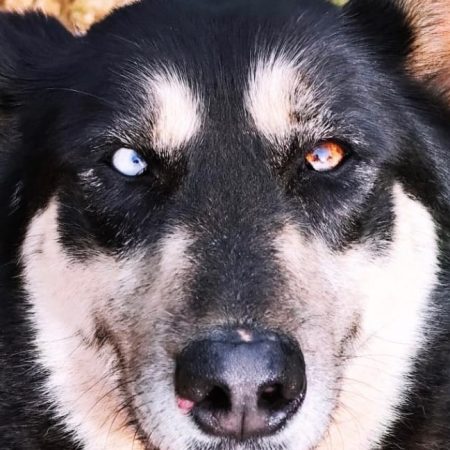 Blue - Chien à adopter