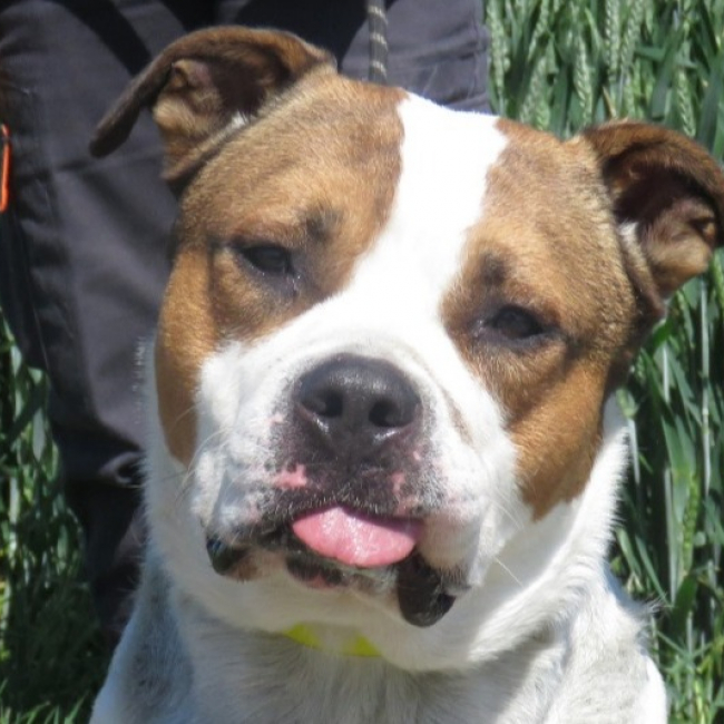 Photo de Deimos