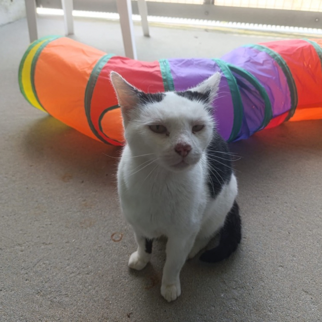 Photo de Choubi