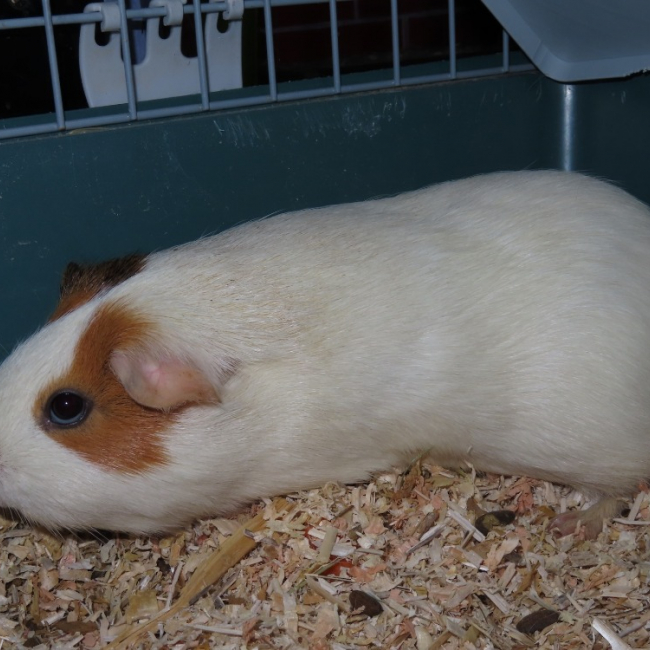 Photo de Benny
