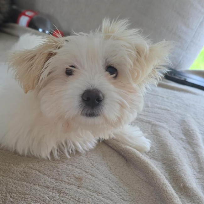 Photo de Mochi