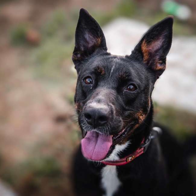 Xena
