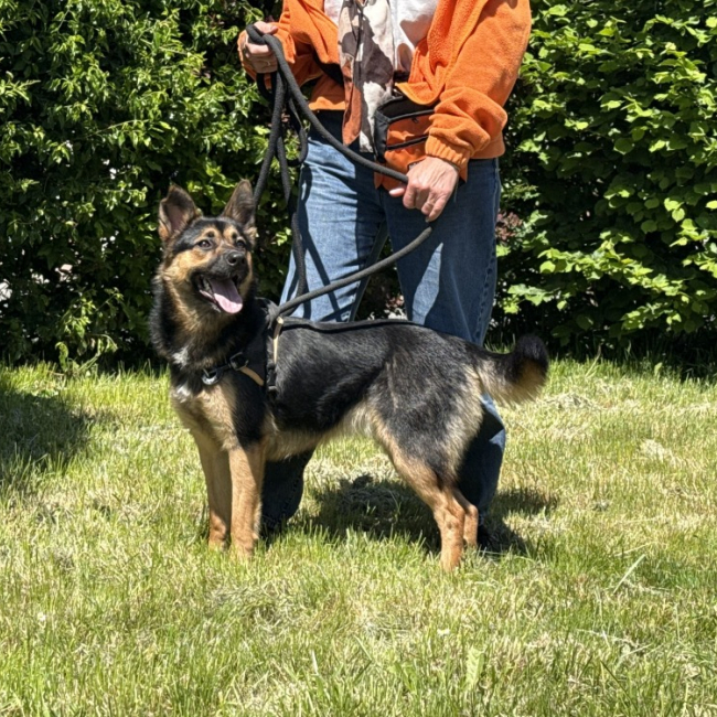 Photo de Stella