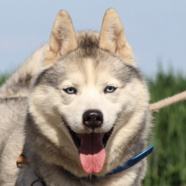 Photo de Lucky