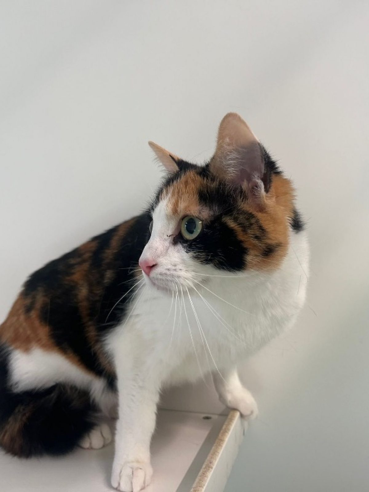 Azur - Européen à adopter à Cholet (49) - Animaux.fr