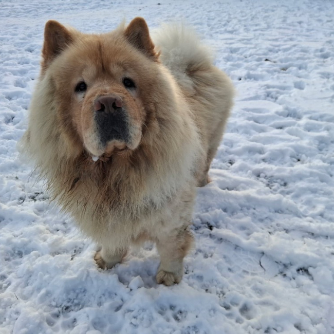 Pumba