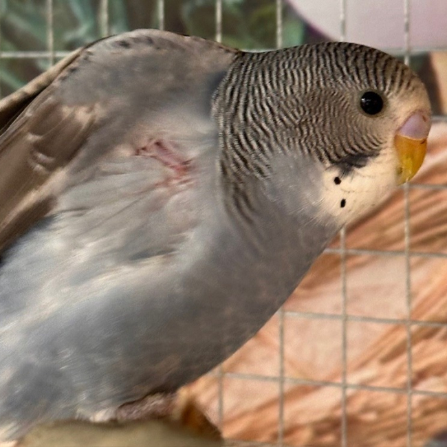 Photo de Piou