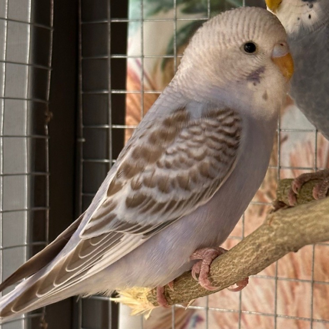 Photo de Piou