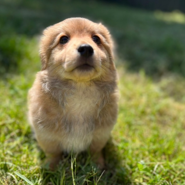 Photo de Banjo
