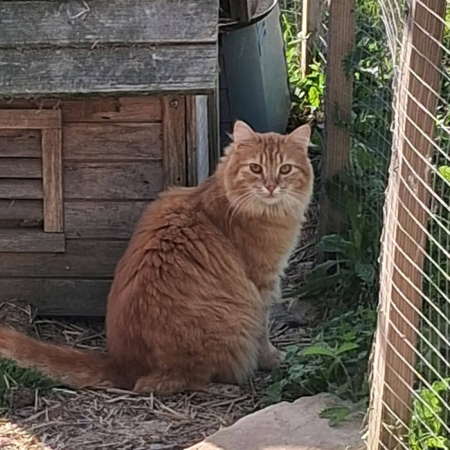Photo de Garfield