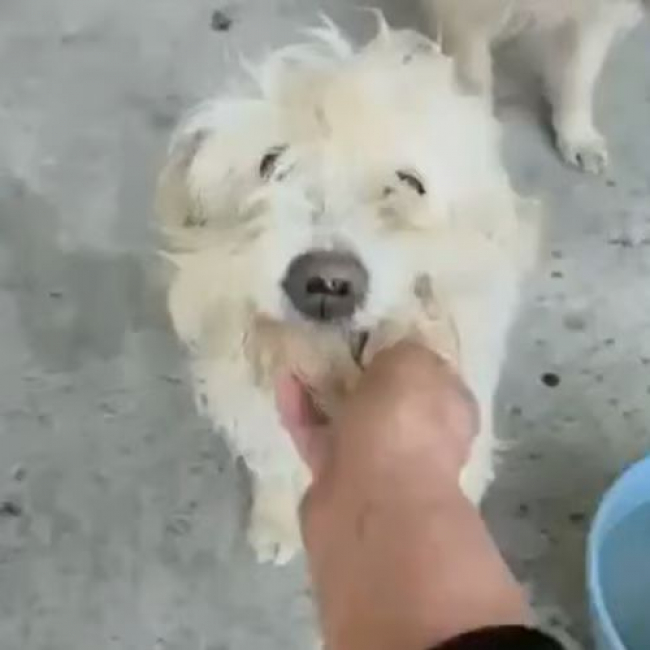 Photo de LUCKY