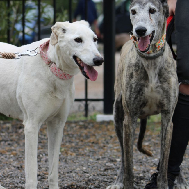 Photo de Dalila et Brava