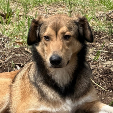 Mato - Chien Berger à adopter