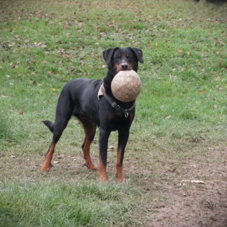 Twingo - Chien à adopter