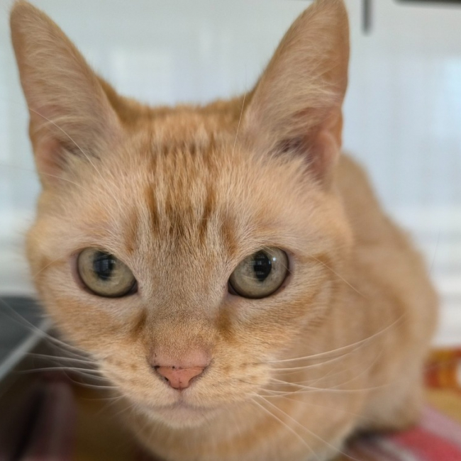 Photo de Minette
