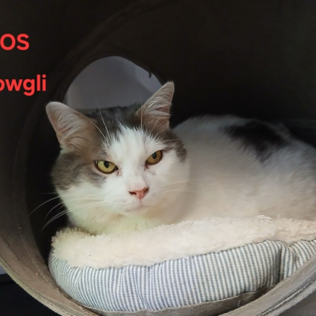 Photo de Mowgli