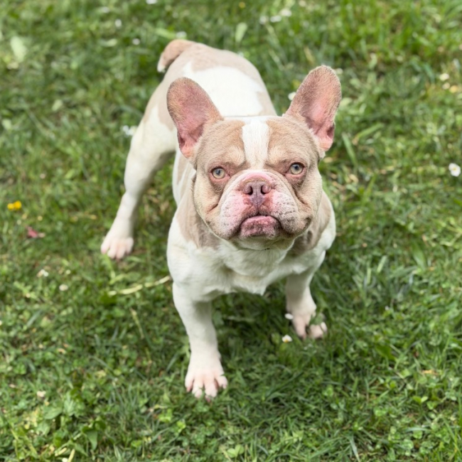 Photo de Woody