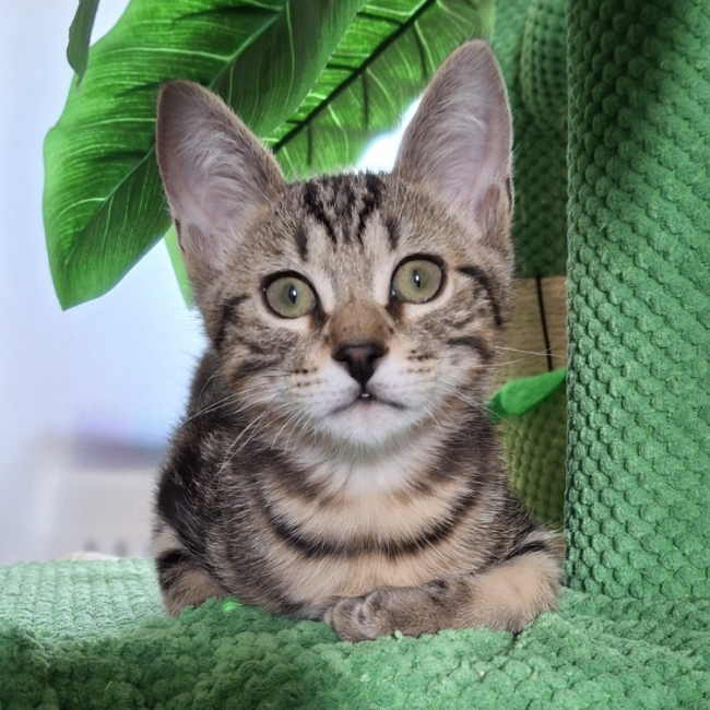 Photo de Bulle