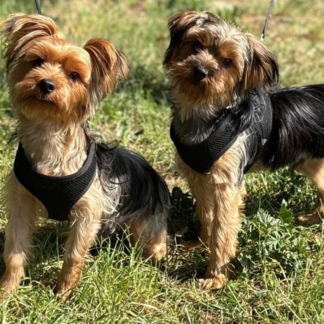 Chiens De Petite Taille Adopter Animaux fr chiens-de-petite-taille-adopter-animaux-fr