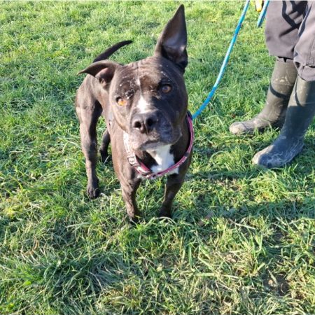 Xena - Chien à adopter