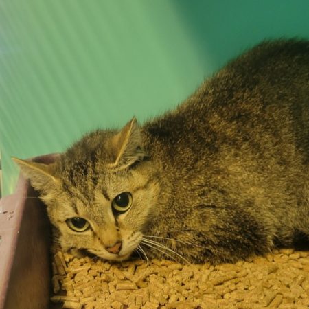 Isis - Chat Européen à adopter