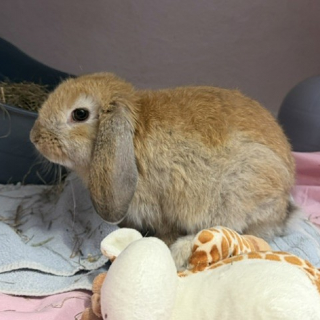 Photo de Caramel