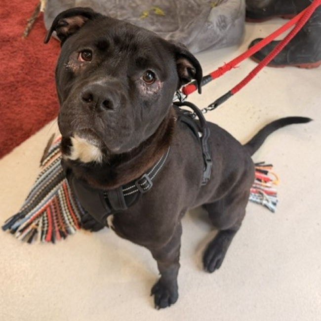 Photo de Milo