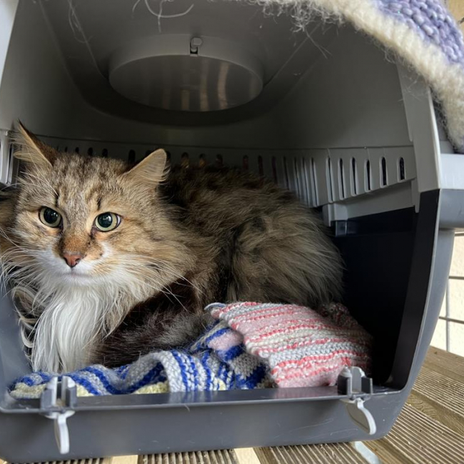 Photo de Bob